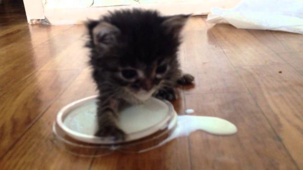 Миски для котят