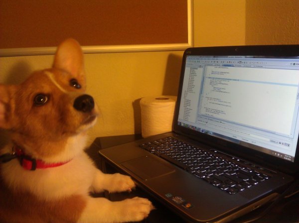 Собака за компьютером