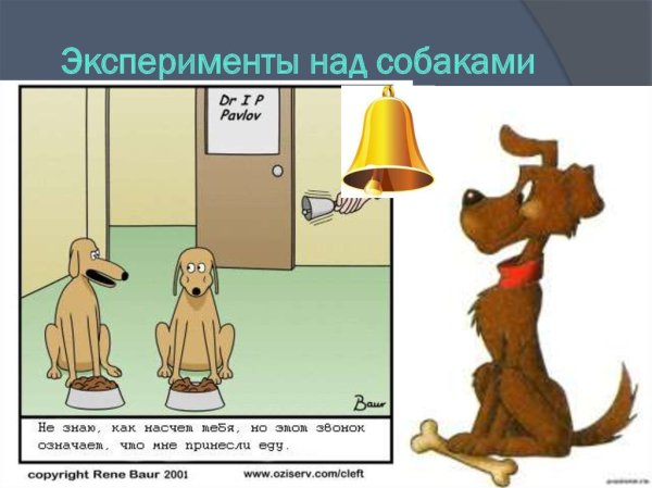 Собака Павлова эксперимент