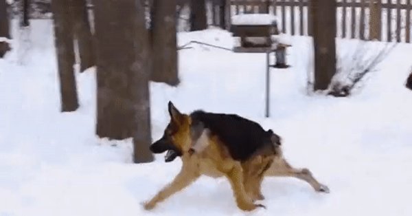 Пёс Квазимодо овчарка