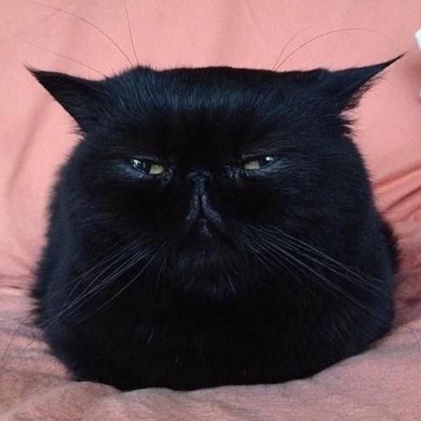 Жирный черный кот