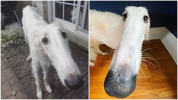 Собака с длинной шеей