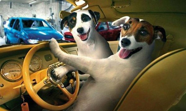 Собака за рулем