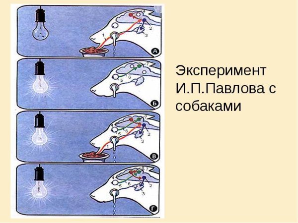 Собака Павлова эксперимент