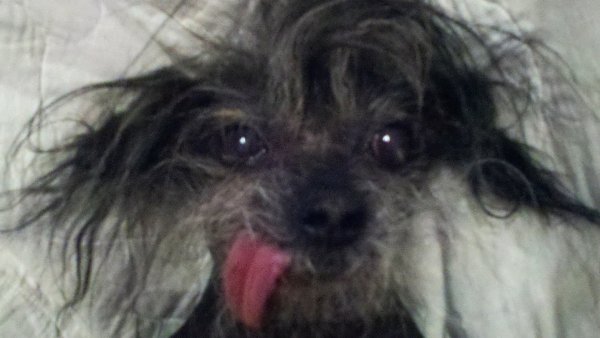 Китайская хохлатая лохматая