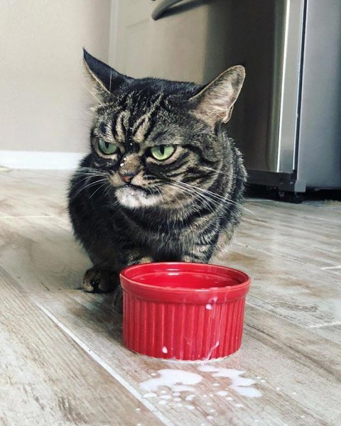 Злой кот у миски