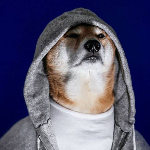 Кофта для собаки