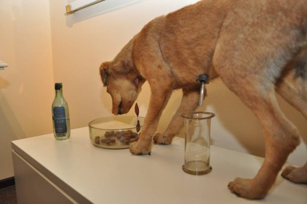 Опыт Павлова с собакой