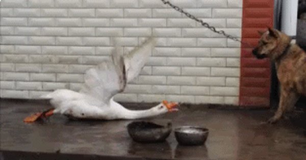 Гусь нападает гиф