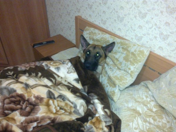 Мемы собака кровать