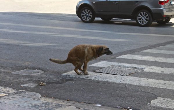 Собака на проезжей части