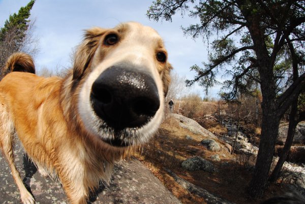 Морда собаки