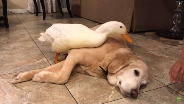 Собака с гусем