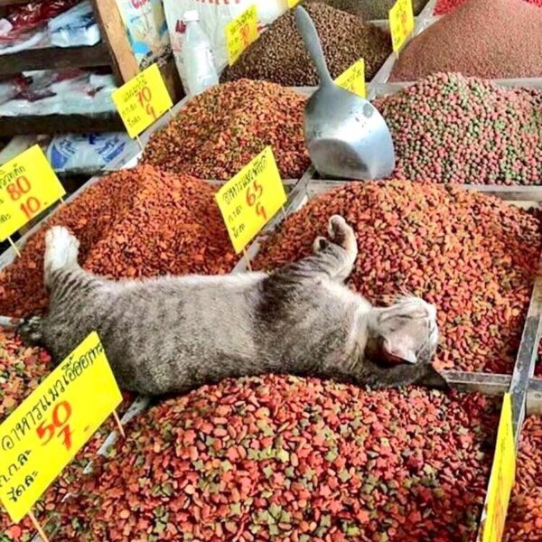 Кошачий корм прикол