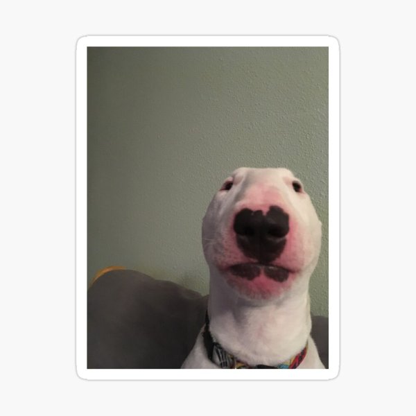 Белая собака Мем