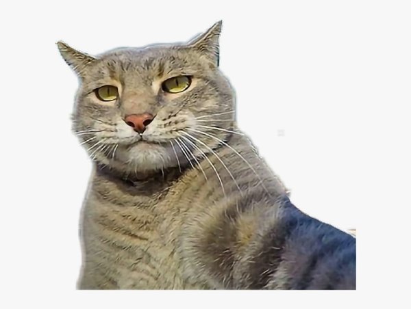 Прозрачный кот