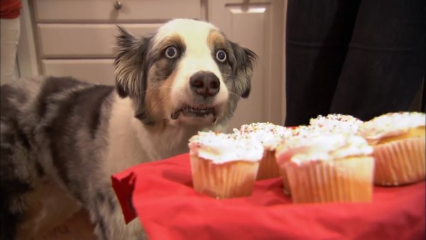 Мопс вьетнамские флешбеки