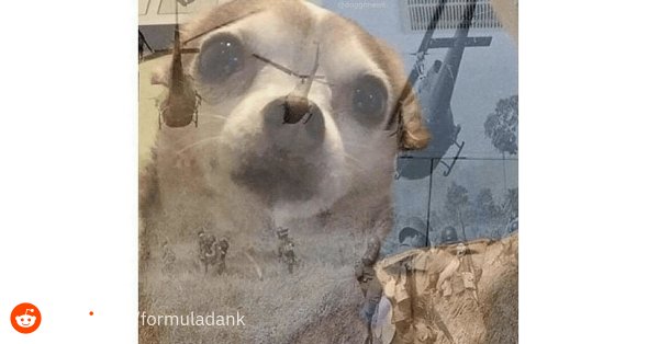 Хомяк вьетнамские флешбеки