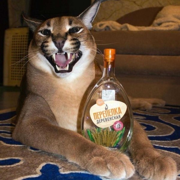 Каракал шлёпа