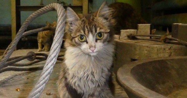 Котик на заводе