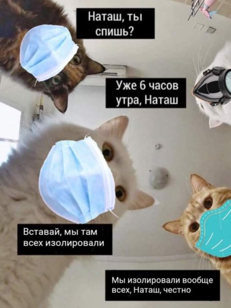 Наташины коты