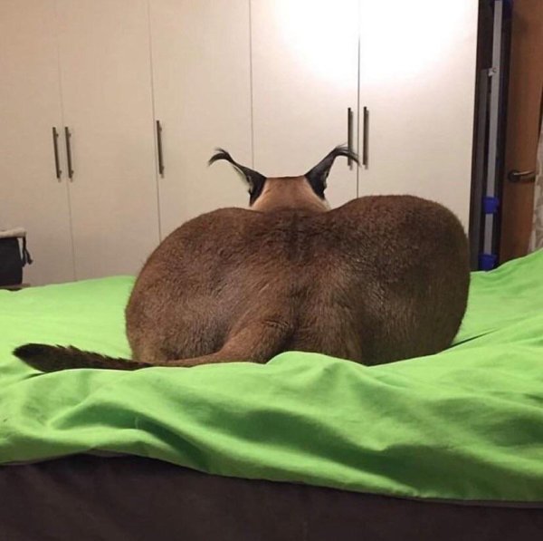 Биг флоппа каракал