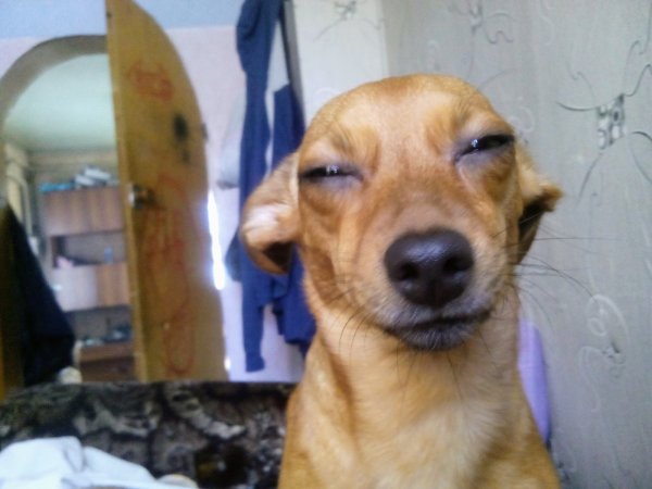 Левретка подозревака