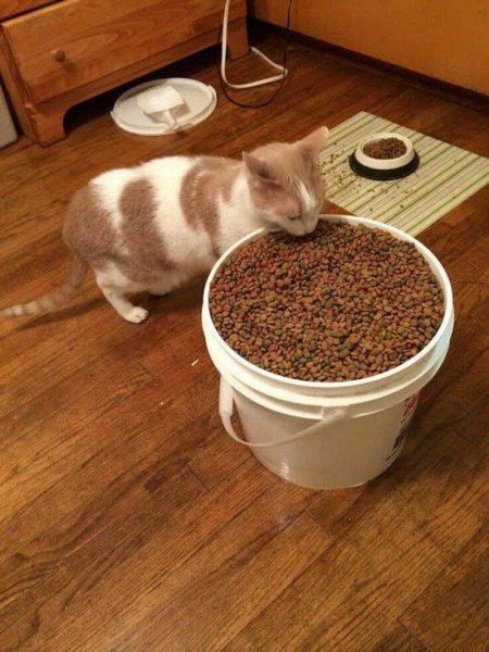 Кошка ест корм