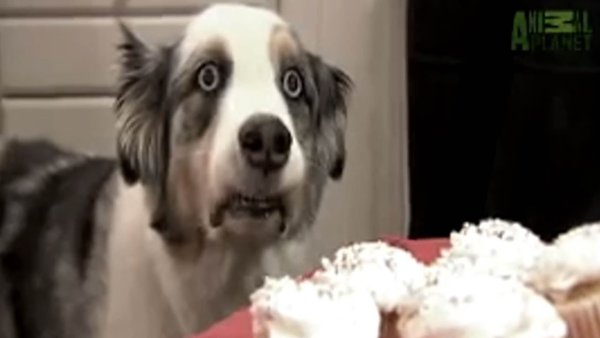 Вьетнамские флешбеки Мем собака