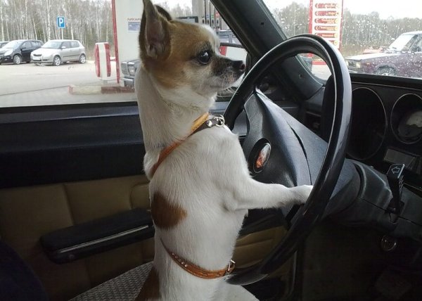 Пес за рулем