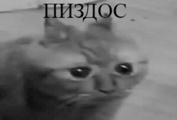 Опять на работу пиздос кот