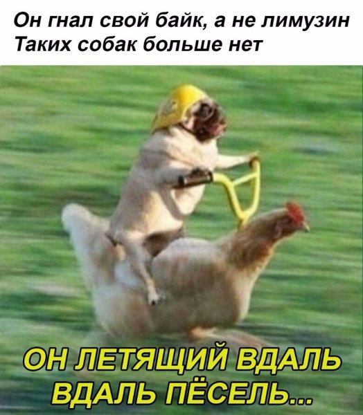 Мопс на курице