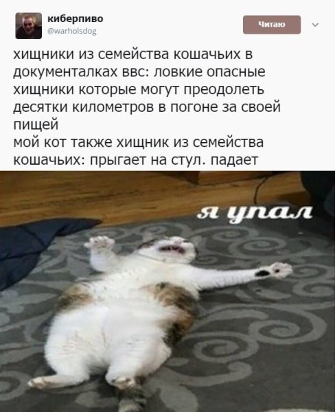 Я упал Мем с котом