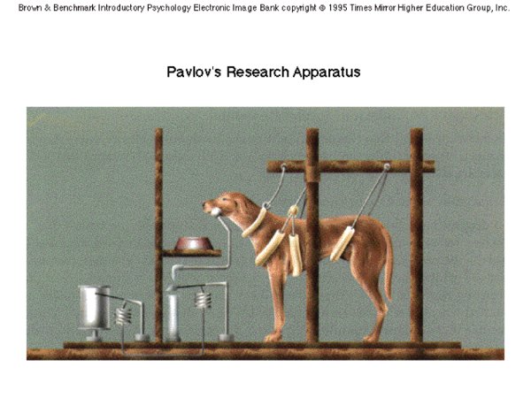 Собака Павлова