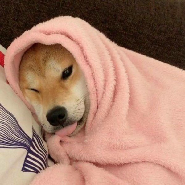 Милые пикчи с собачками