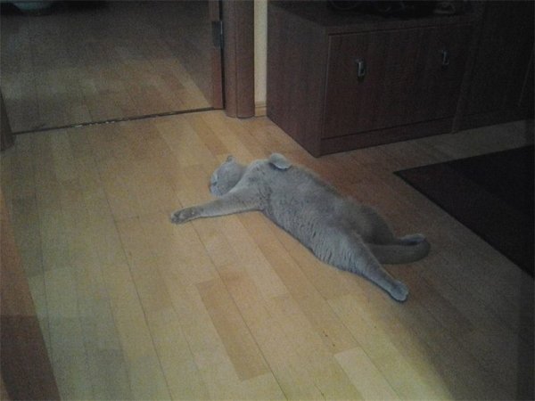 Кот упал в обморок