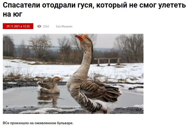 Гусь прикол