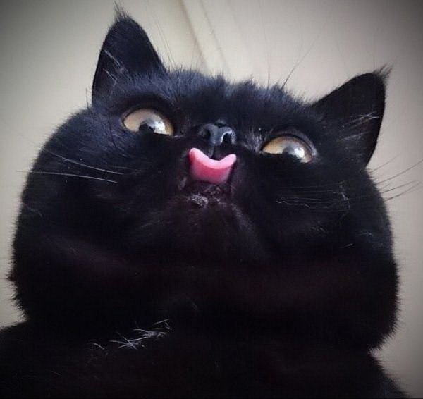 Черный кот с высунутым языком