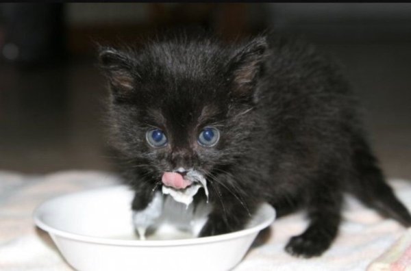 Черный кот ест сметану