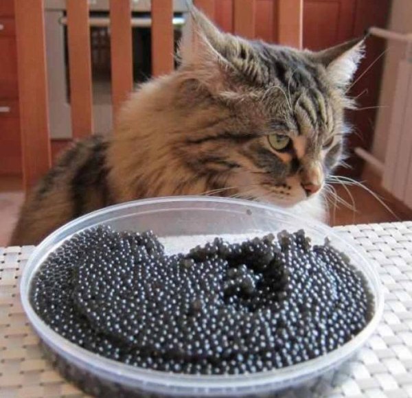 Черная икра