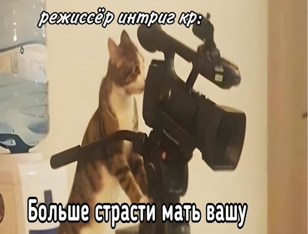 Кот с камерой Мем