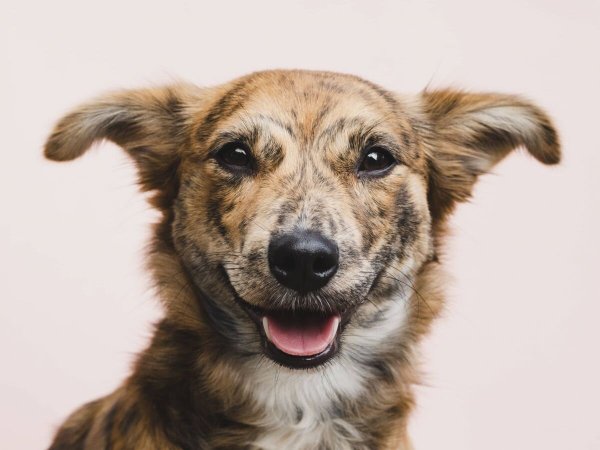 Собака близко