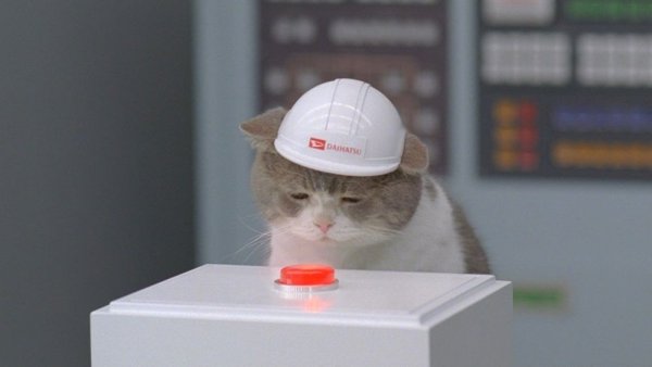 Кот в каске