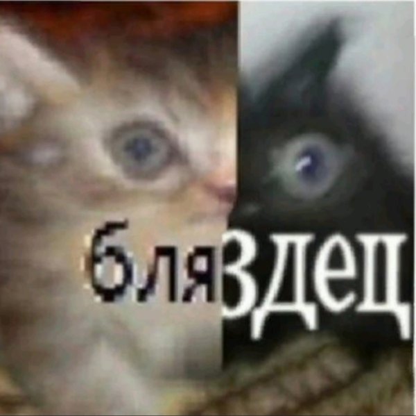 Мем с котом бляздец
