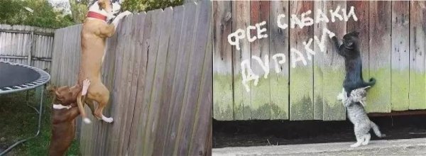 Собака дурак