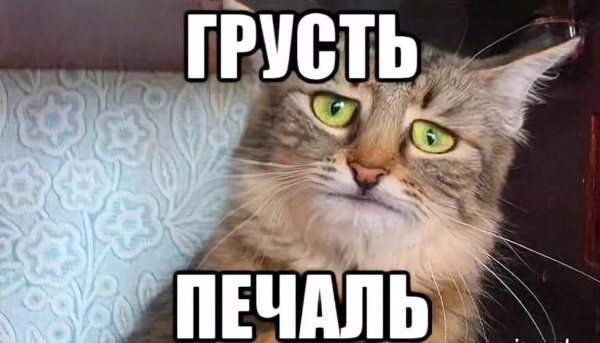 Кот тоска печаль