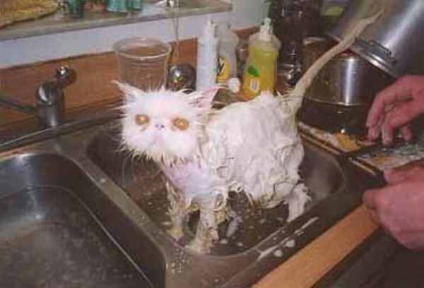 Смешные грязные котики