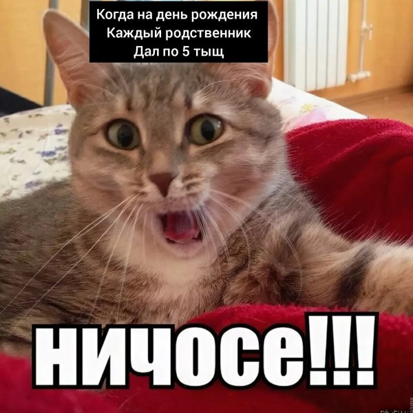 Мемы с котом