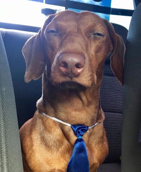 Морда собаки