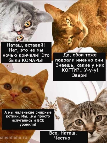 Мемы с котами и Наташей